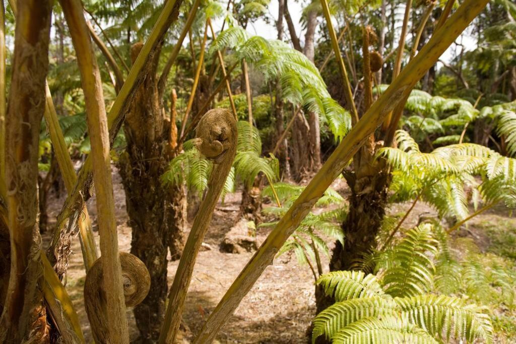 Hau'Oli Place Tiki Cottage In Volcano Exteriér fotografie