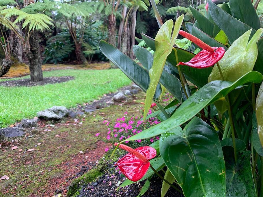 Hau'Oli Place Tiki Cottage In Volcano Exteriér fotografie